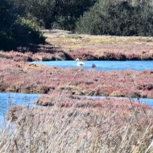 a pink flamingo in San Teodoro Sardinia