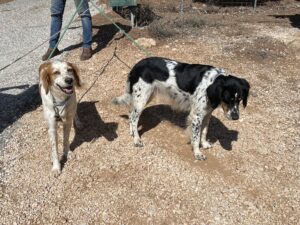 2 brittany dogs 